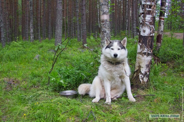 Водный поход по Карелии