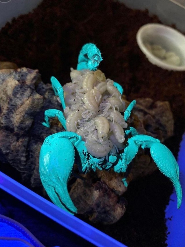 16 неожиданностей, которые преподнёс мир, доказав, что всё удивительное происходит у нас под носом