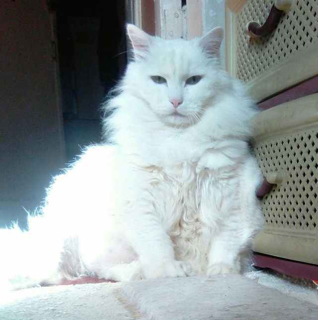 Котовторник 1.11.22