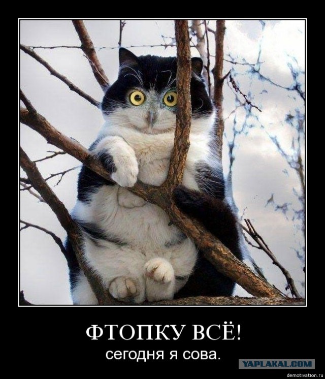 Когда оставил сало для синичек