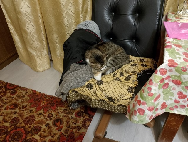 История одного котенка