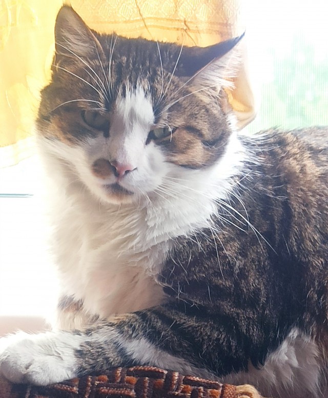 Котовторник!