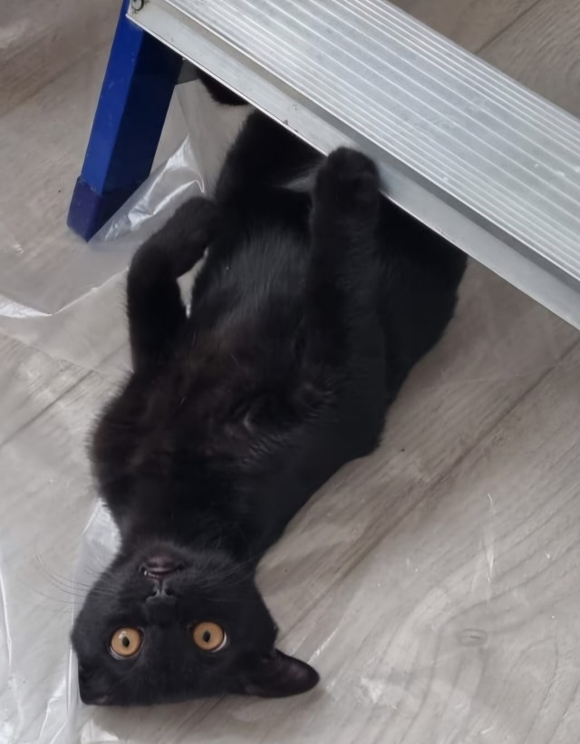 Прикольные морды котов псов к настроению...