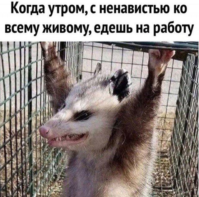 Веселое настроение в картинках 16.08.25