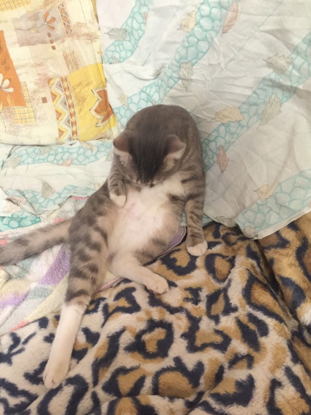 Котята могут спать где удобно и как удобно.