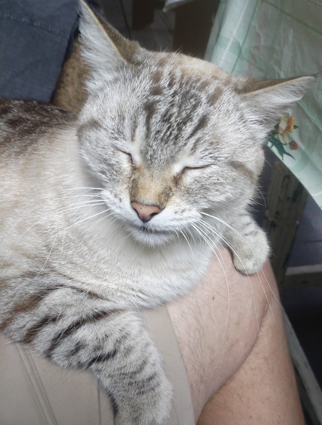 Котовторник. Где коты? Мой вот!