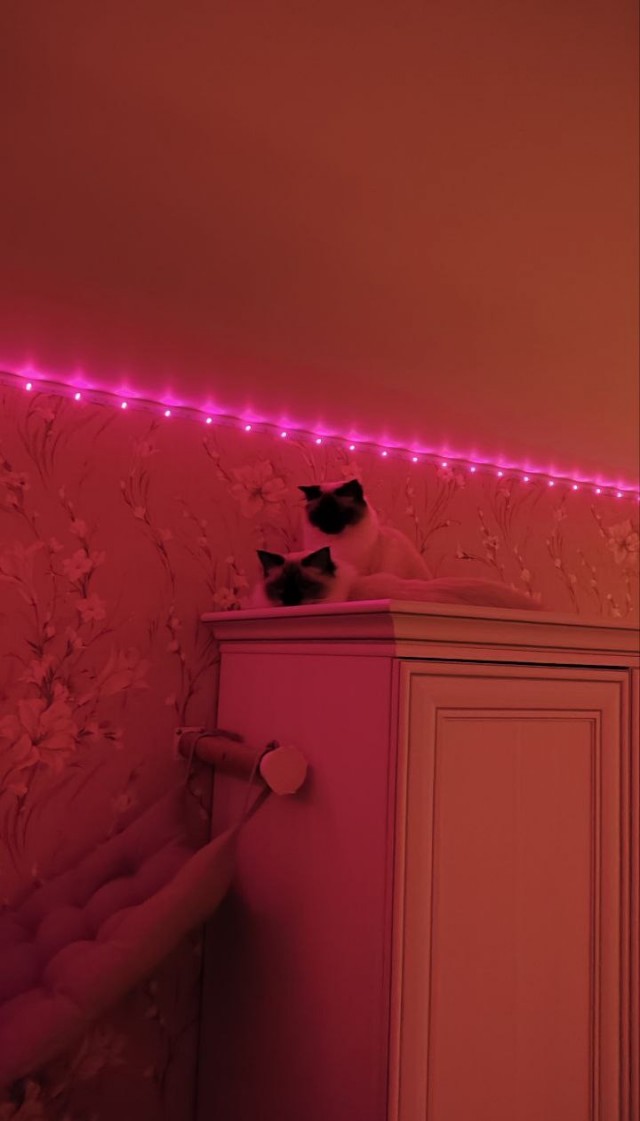 Котовторник