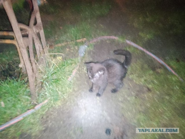 Жизнь домашнего приюта для котеек 566