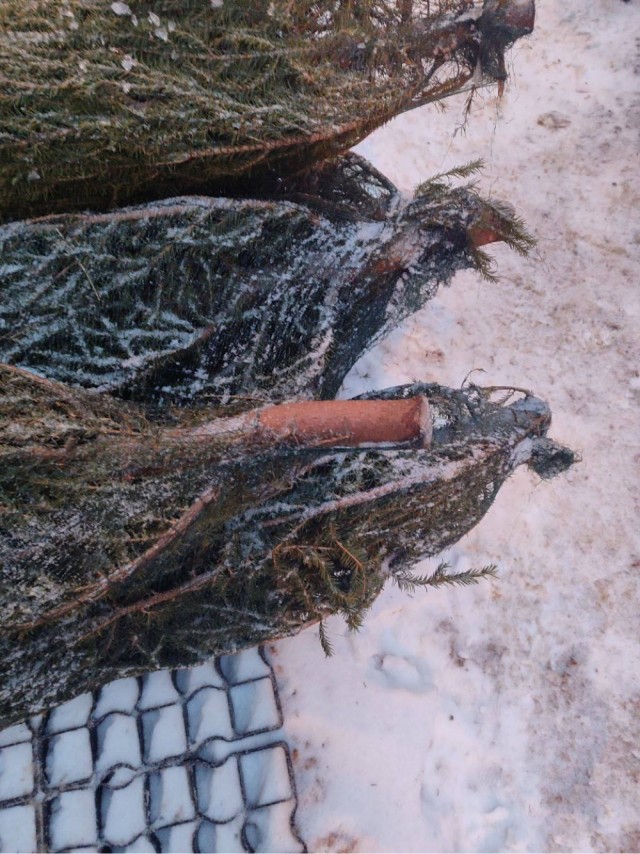 Трудолюбивая Москва