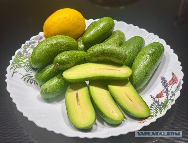 Удивительное рядом … Авокадо