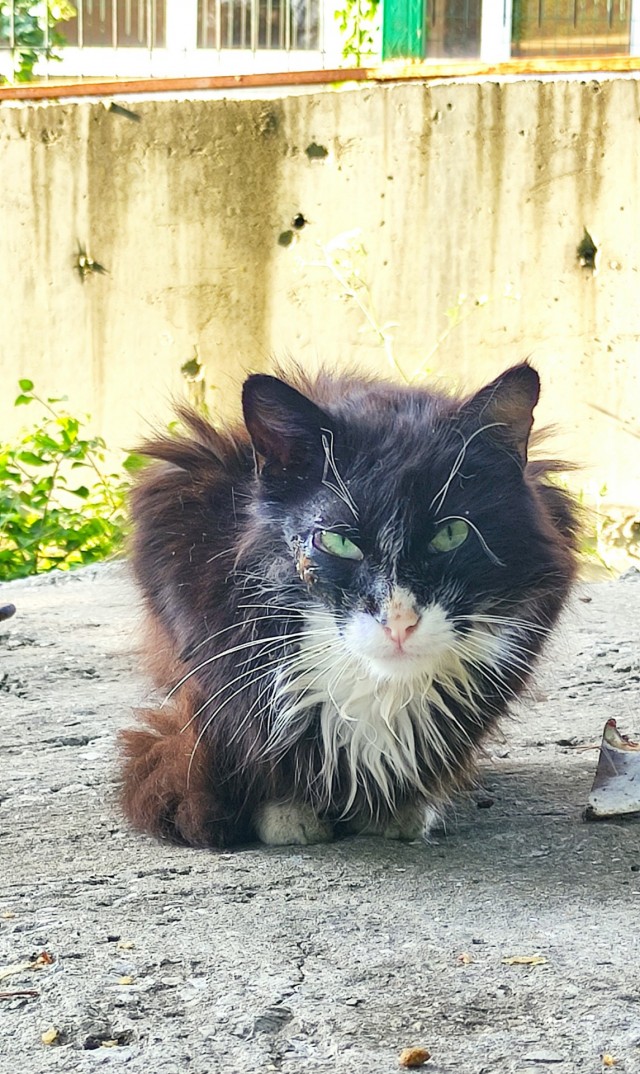 Просто одно котэ