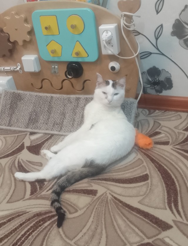 А как спит ваша котейка
