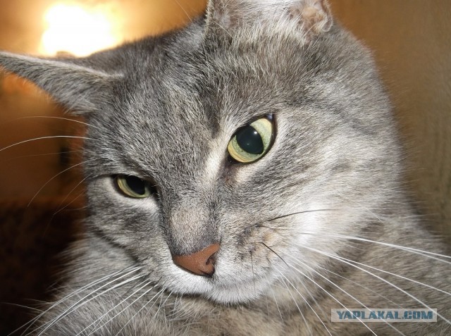 Котовторник 23.07.2013