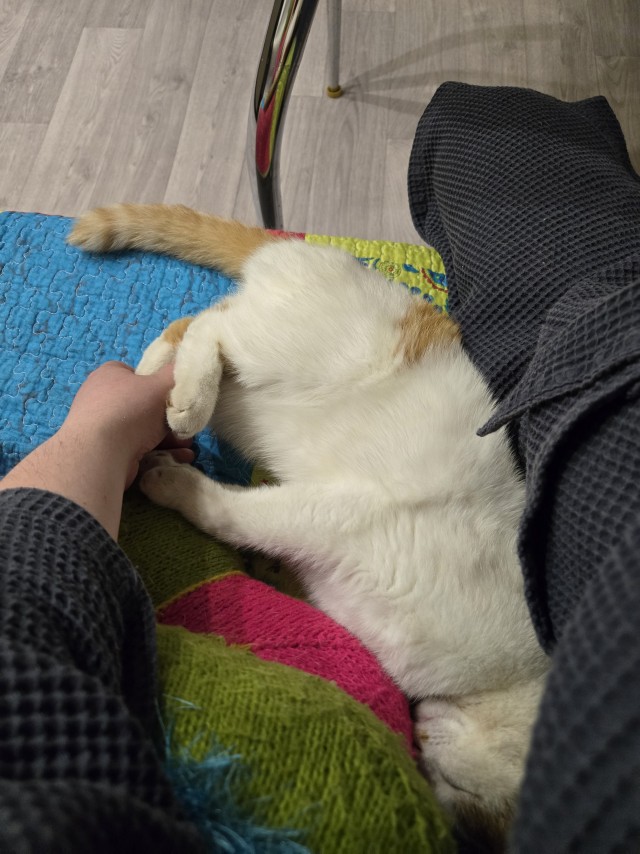 К котовторнику
