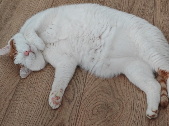 Толстушка трëхцветная (котовторник)