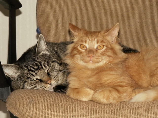 Котовторник 29.10.2013