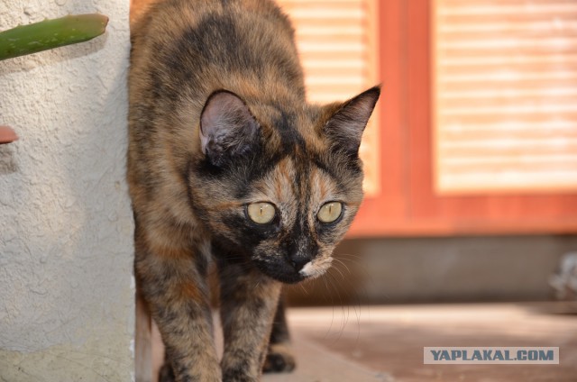 Котовторник  08.04.2014