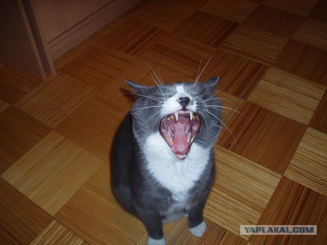 А у тебя есть фото твоей зевающей котейки ?
