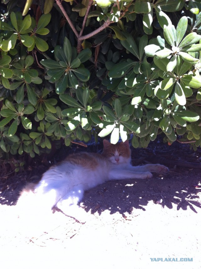 Котовторник 05.08.2014