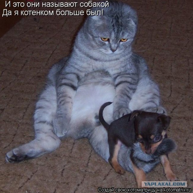 Кот против собаки.