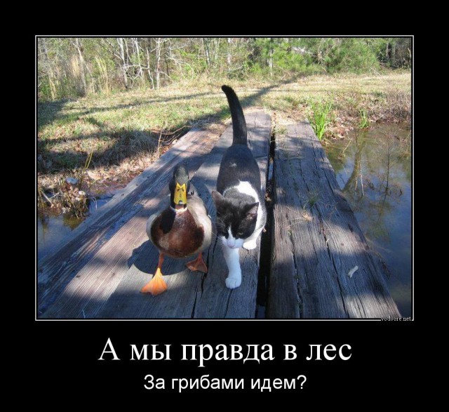 Любимая ГРИБОСРЕДА – опять нас радует всегда!