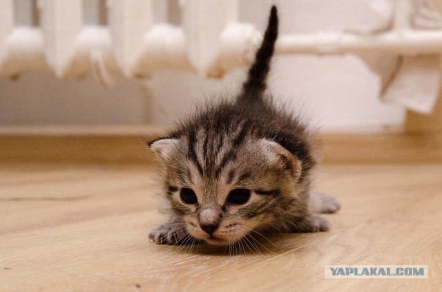Котовторник 12.05.2015