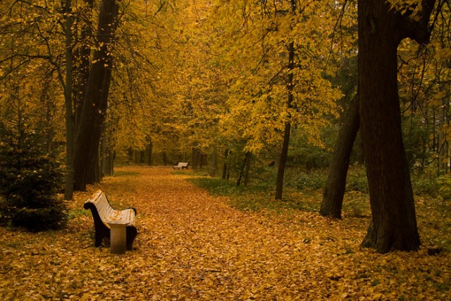 Золотая осень