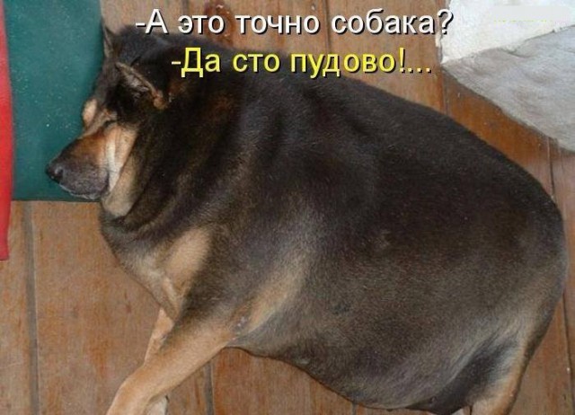 Рентгеновские снимки животных, с шокирующими