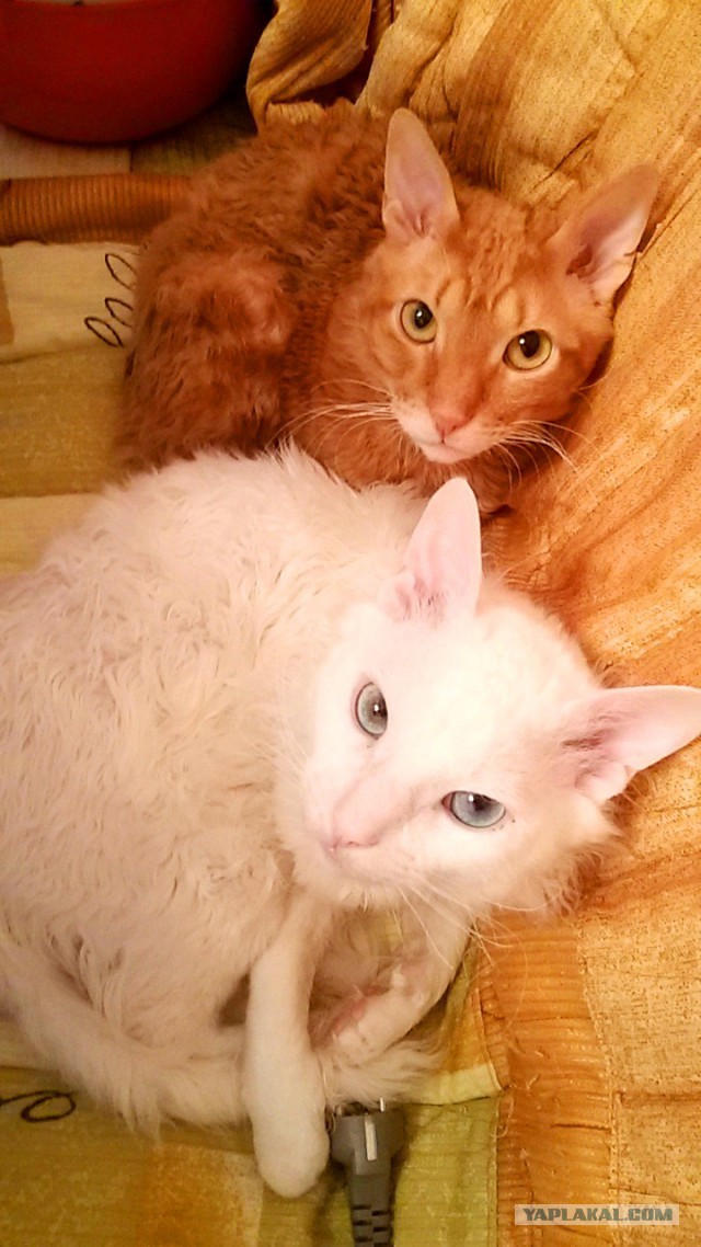 Котовторник 15-09-2015 !