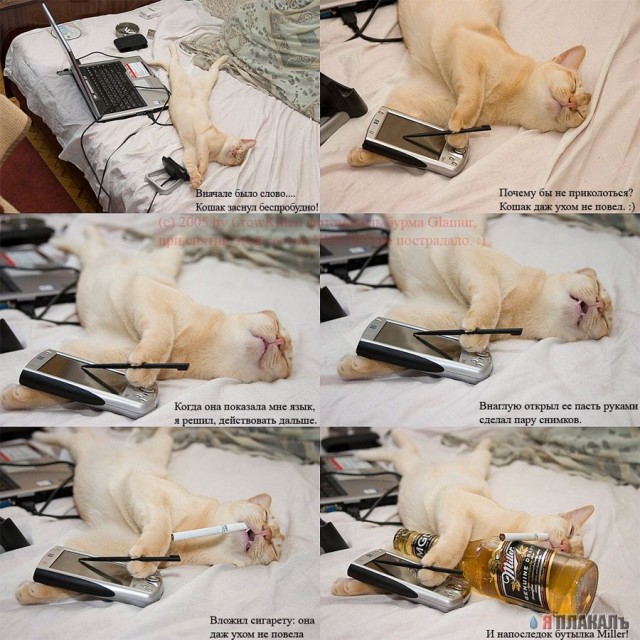 Коты, кошки, котята