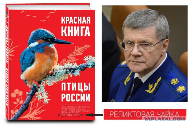 Уничтожают документы по фильму чайка