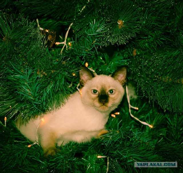 Интересные факты о сиамских кошках