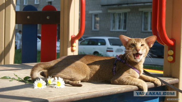 КотоВторник 26.04.2016