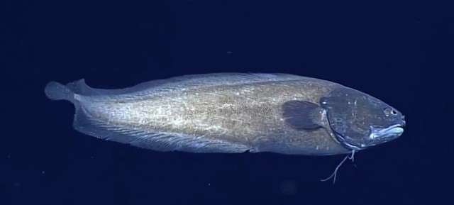 Началась онлайн-трансляция происходящего в самом глубоком месте Земли