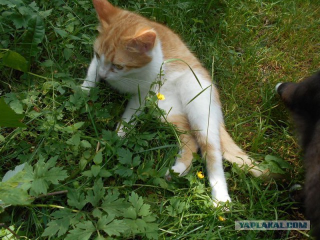 Жизнь домашнего приюта для котеек 118