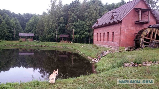 Путешествие отважного корги на озеро Нарочь (Беларусь)