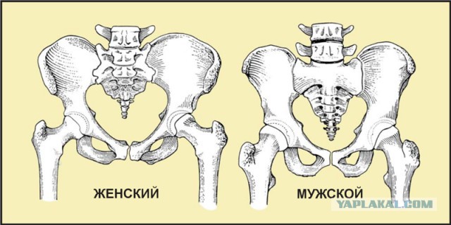 15 биологических отличий между мужчинами и женщинами, о которых мало кому известно