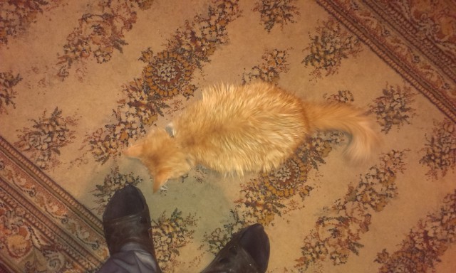 Мой мешающий кот
