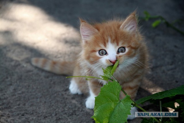 Котейки пост