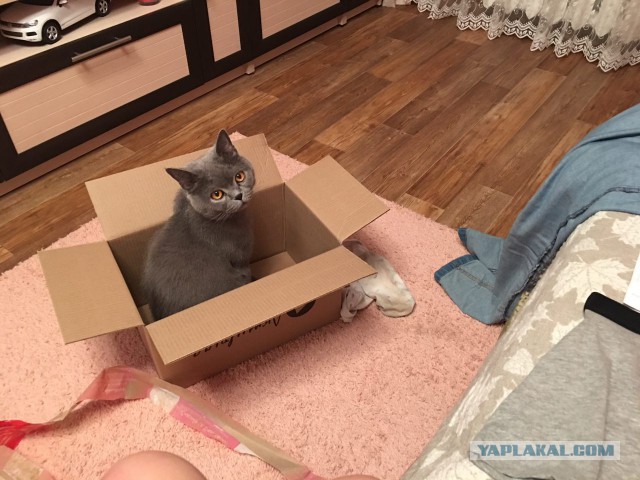 Трудовые будни кота Тимофея