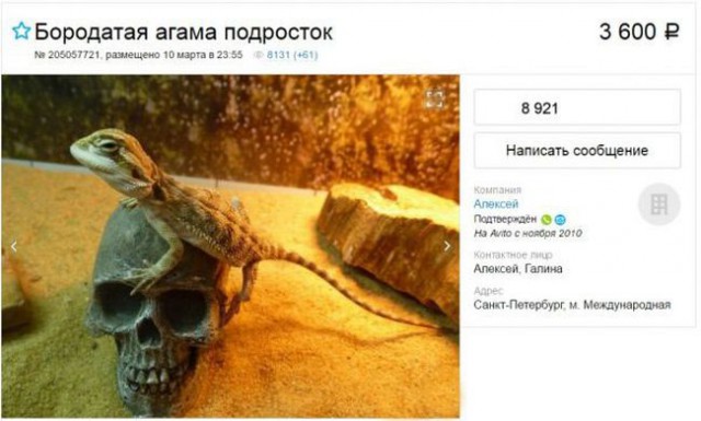 Мальчик из Санкт-Петербурга продал варенье, чтобы купить ящерицу