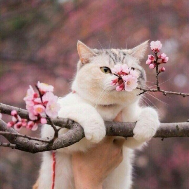 Коты и Кошки