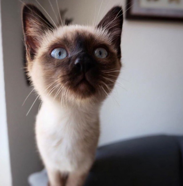 Коты и Кошки