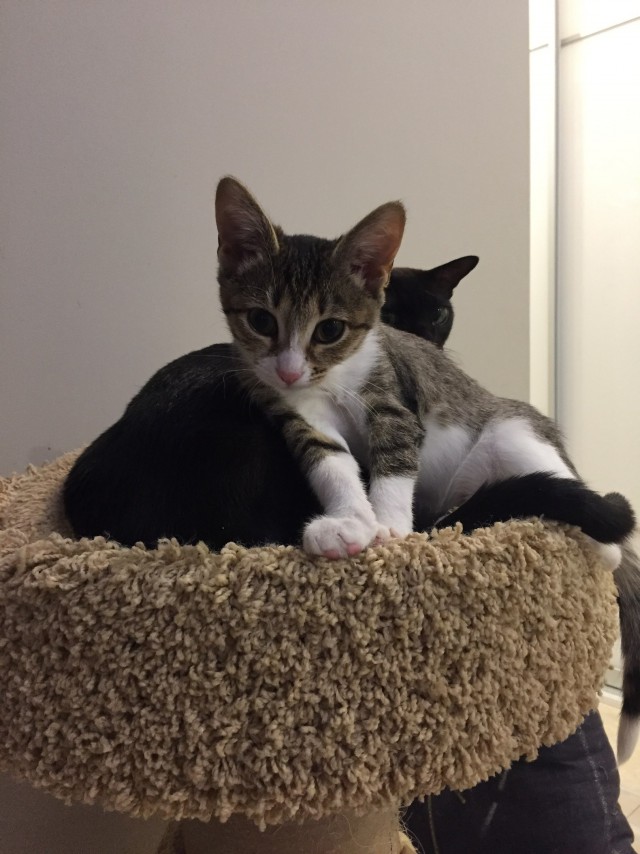 Коты и Кошки