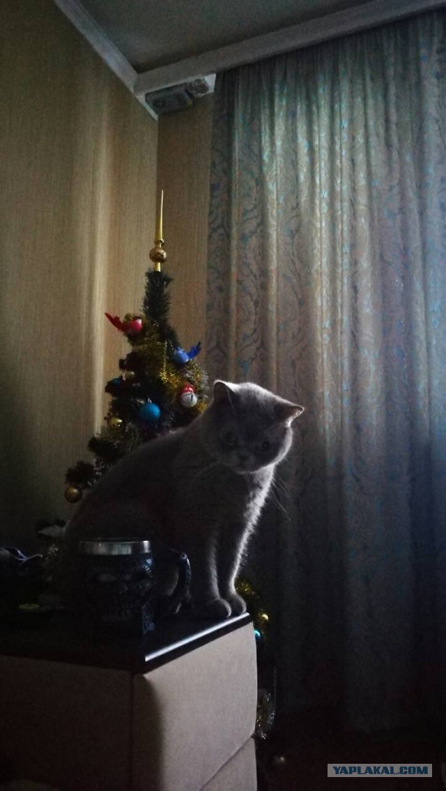 Котовторник!