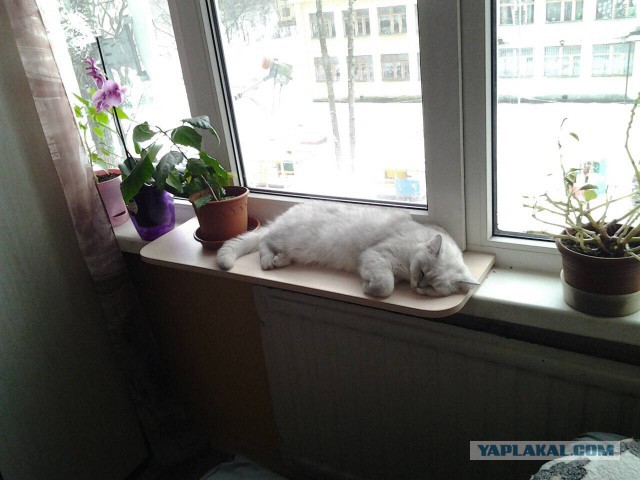 Котовторник 30.01.2018