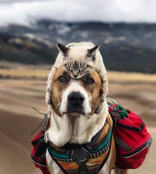 Фотобомбы котов