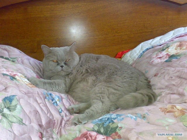Котовторник на ЯПлакалъ 08.07.2008