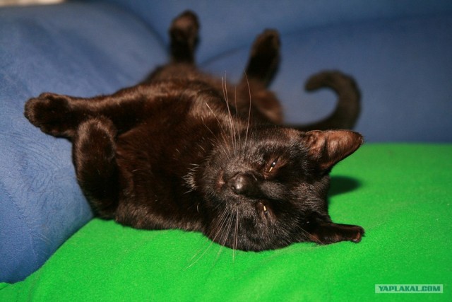 Уррааа! Котовторник на ЯПлакалъ!