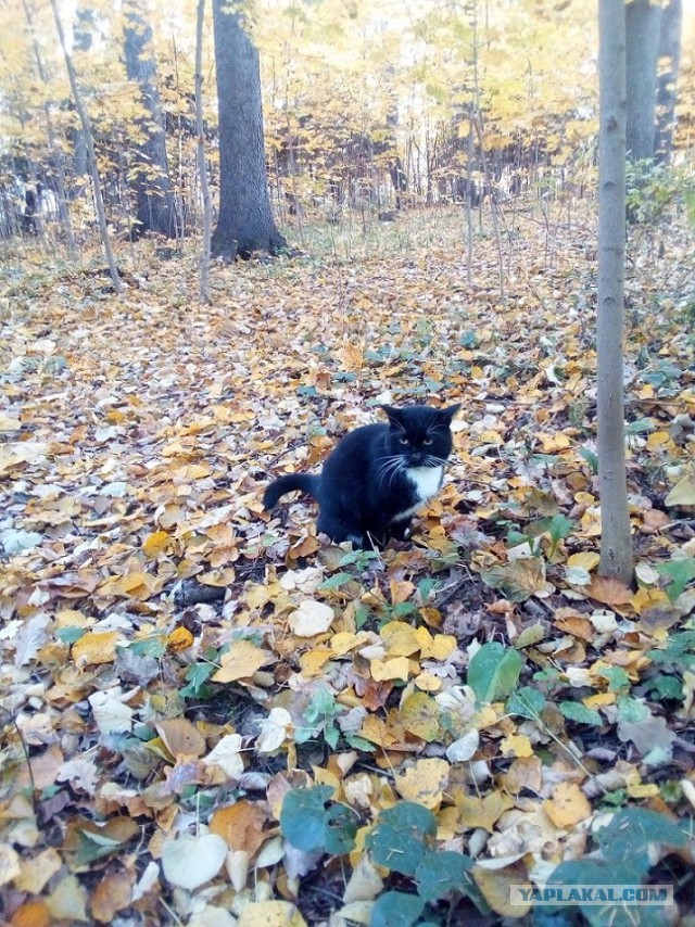История одного котенка